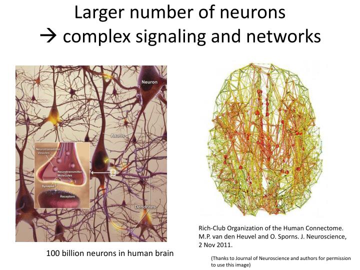 number of neurons in brain number of neurons in brain