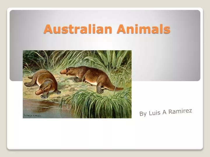 Medarbejder overskydende linje PPT - Australian Animals PowerPoint Presentation, free download - ID:1858346