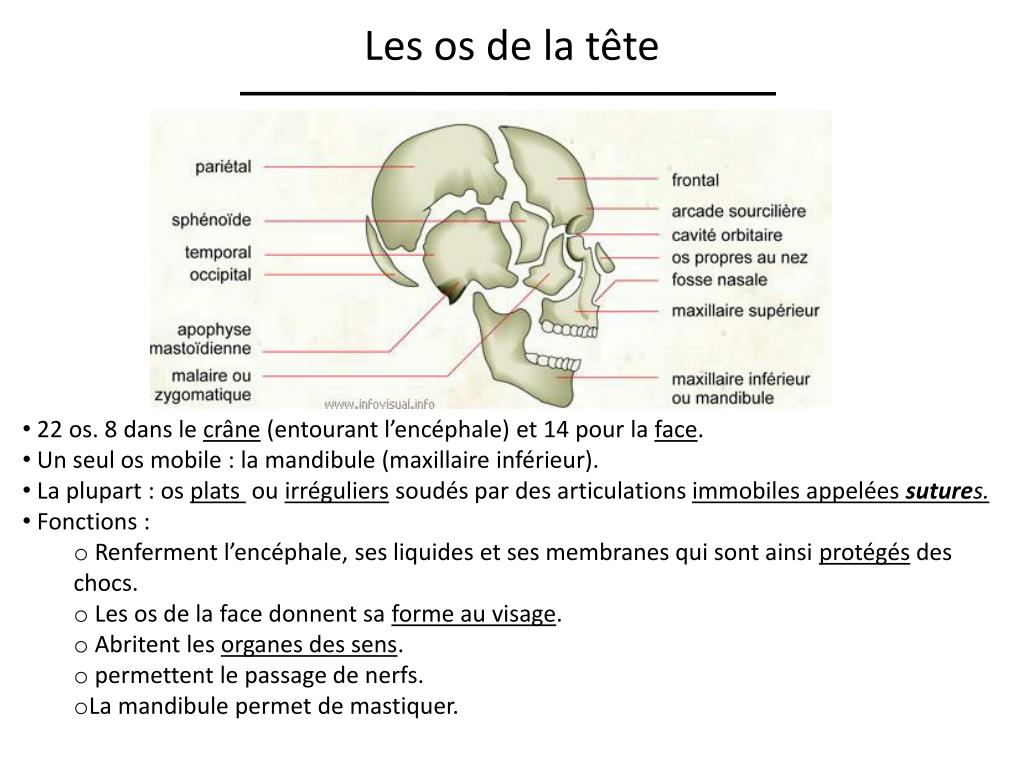 PPT Chapitre 2 Univers Vivant PowerPoint Presentation Free Download PPT Chapitre 2 Univers Vivant PowerPoint Presentation Free Download