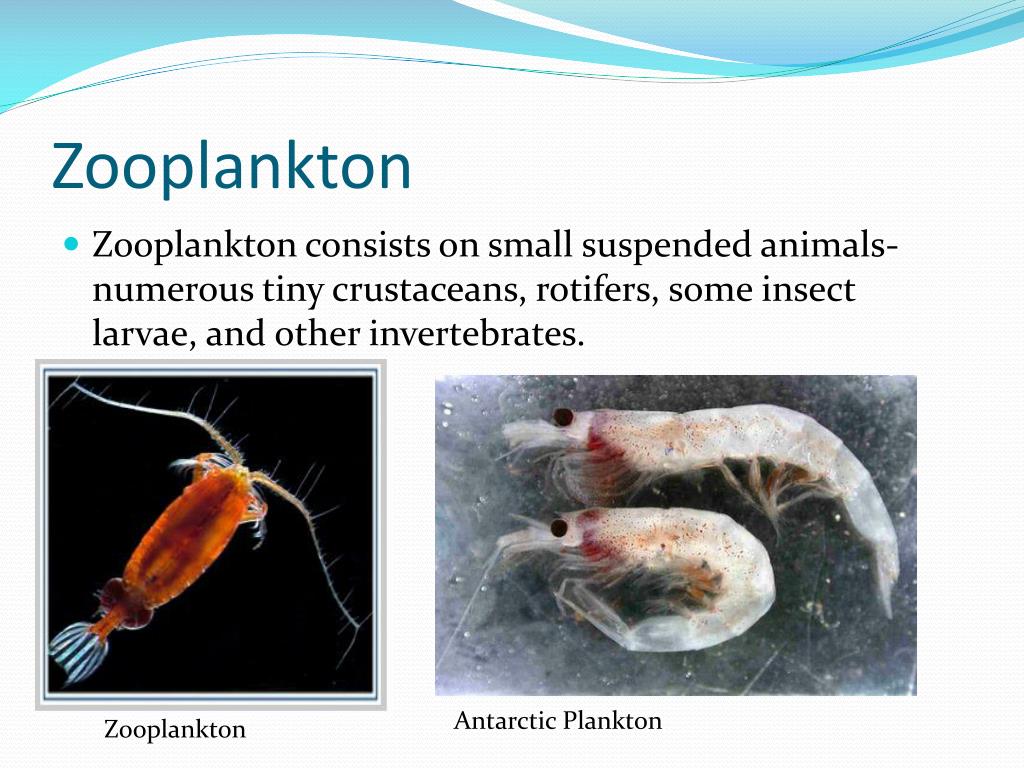 PPT PLANKTON PowerPoint Presentation free download ID 