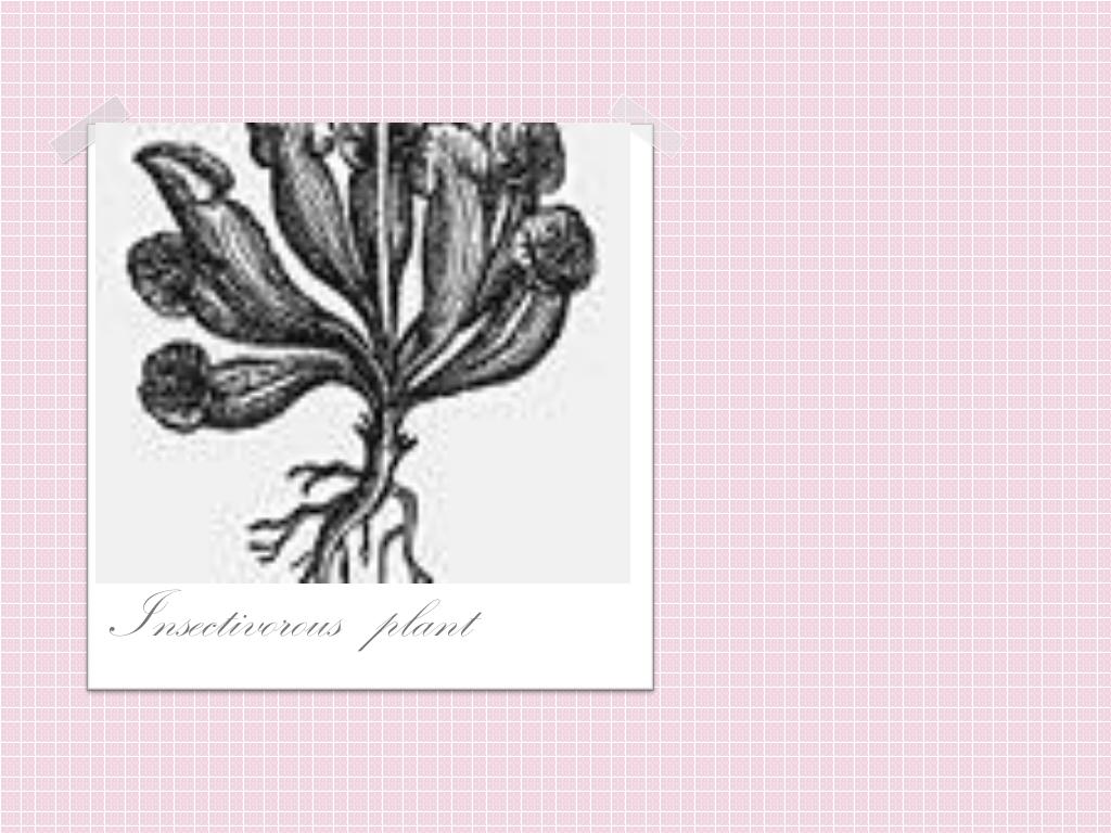 Antique Illustration Of Drosera Rotundifolia Stock Illustration - Download  Image Now - iStock