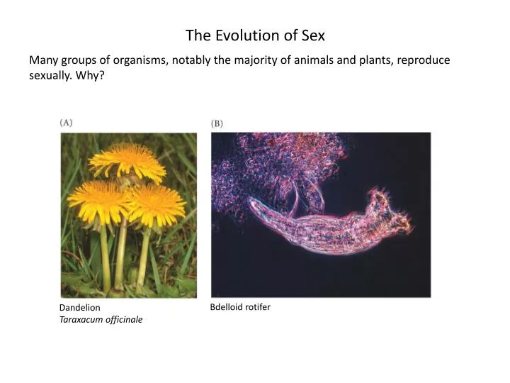 Ppt The Evolution Of Sex Powerpoint Presentation Free Download Id