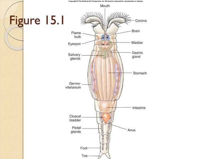 Rotifer Classification PPT - PHYLUM: ROTIFERA PowerPoint Presentation - ID:1862194
