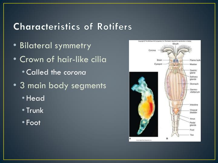 ppt phylum rotifera powerpoint