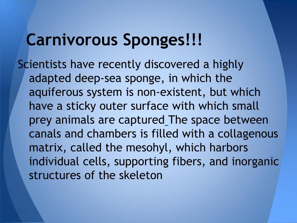 PPT What recent advances in the study of the biology of sponges have