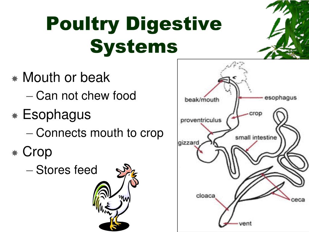 Ppt animal digestion and nutrition powerpoint presentation free 
