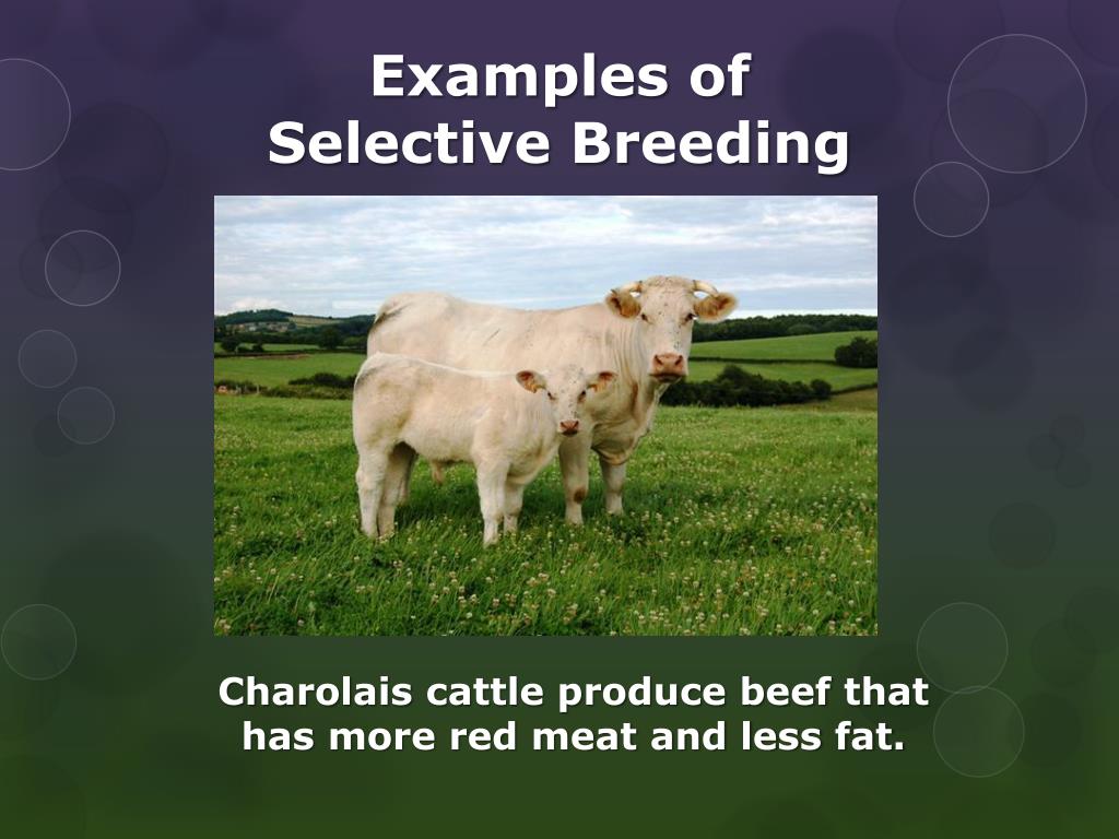 PPT Selective Breeding PowerPoint Presentation Free Download ID 