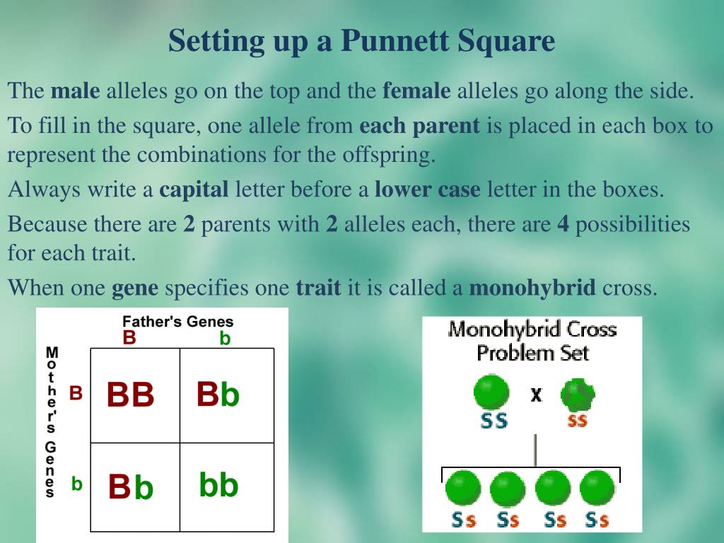 Ppt Section 9 2 Solving Punnett Squares Powerpoint Presentation Free Download Id 1863237
