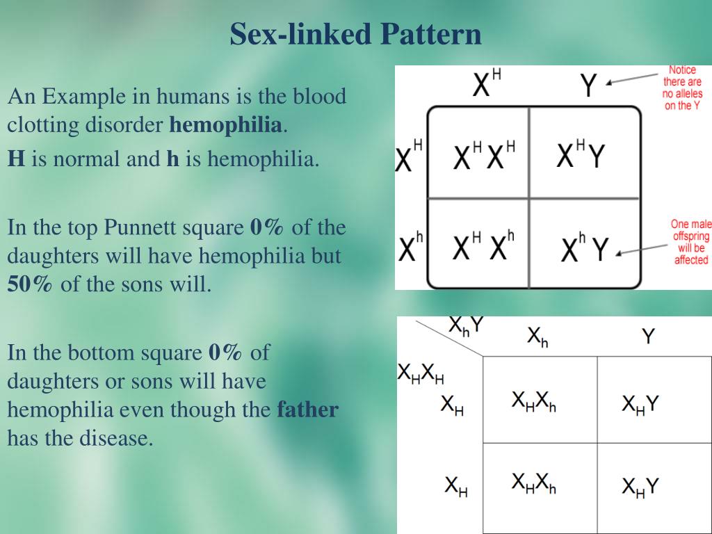Why Are Punnett Squares Useful In Genetics Hot Sex Picture