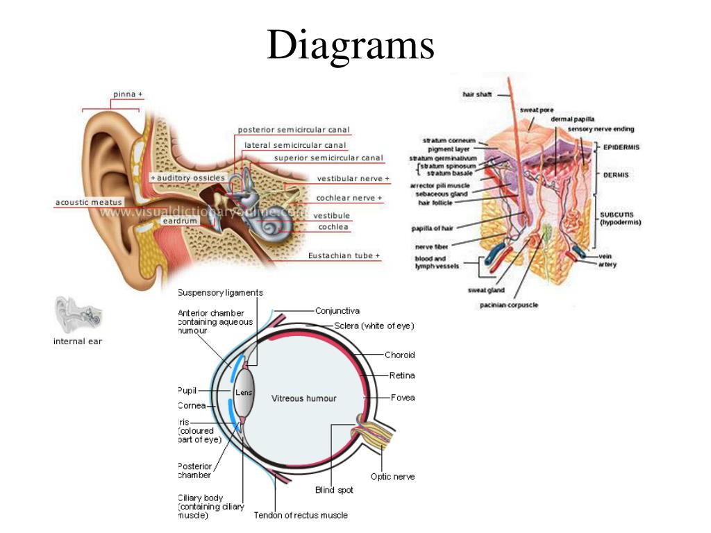 somatic nervous system manages somatic nervous system manages