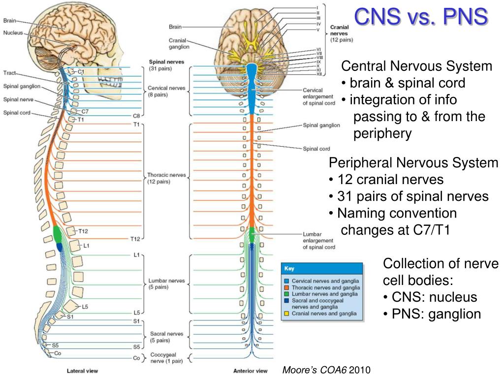 Visceral Somatic Chart