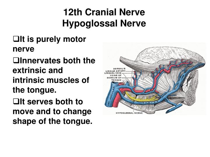 ppt the cranial nerves xi xii accessory nerve and hypoglossal nerve