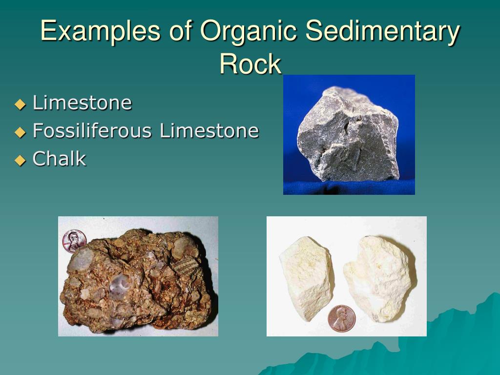 Organic Sedimentary Rock Examples