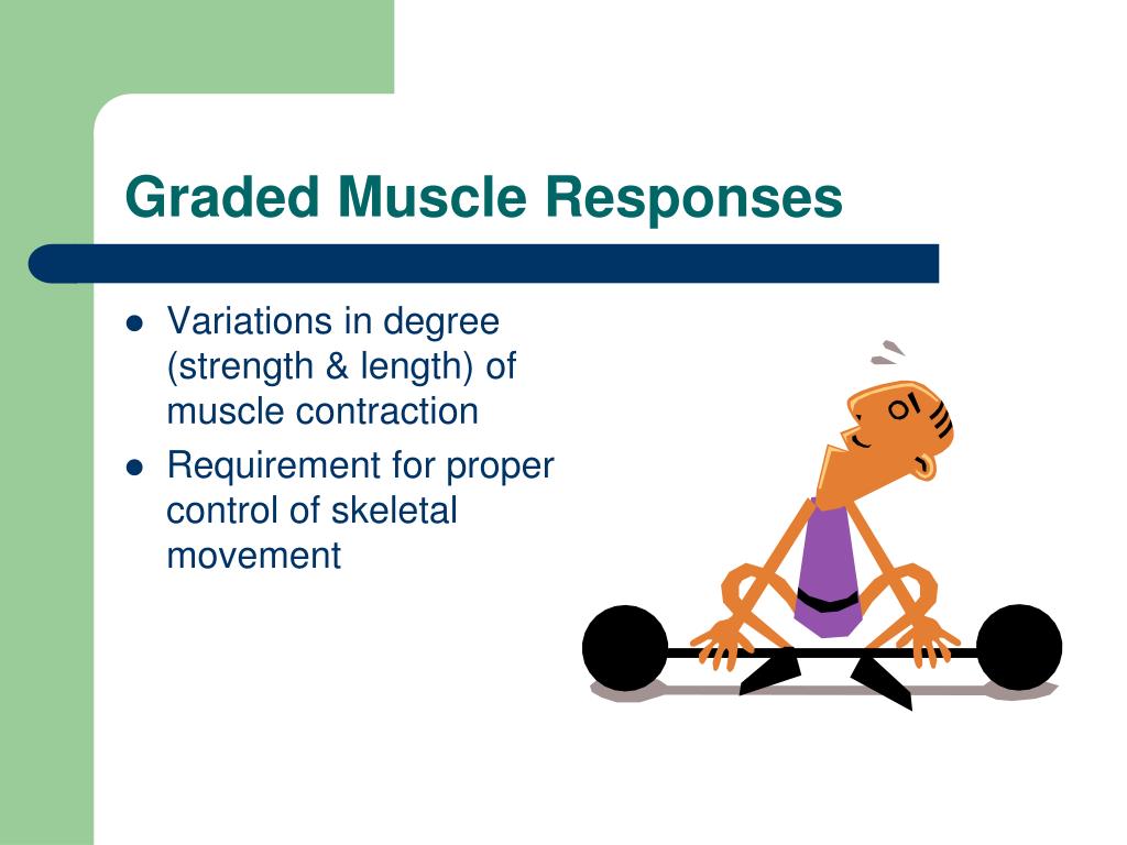PPT Muscles & Muscle Tissues PowerPoint Presentation, free download PPT Muscles & Muscle Tissues PowerPoint Presentation, free download