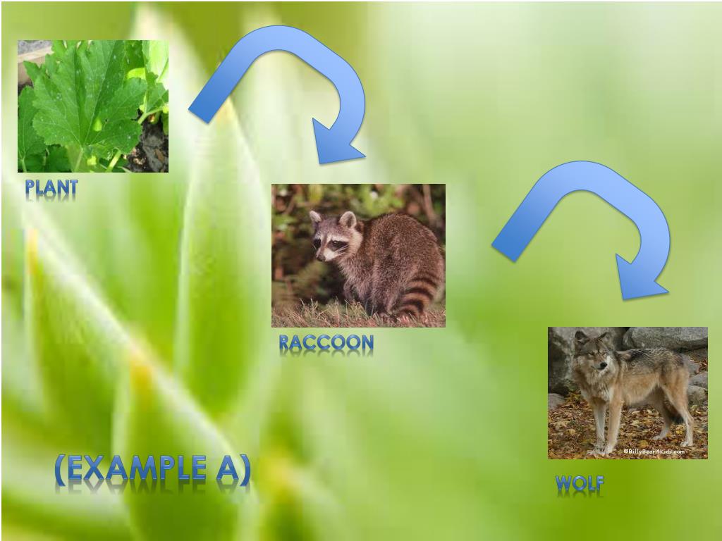 Food Chains and Webs PowerPoint Presentation, free download Biology Diagrams