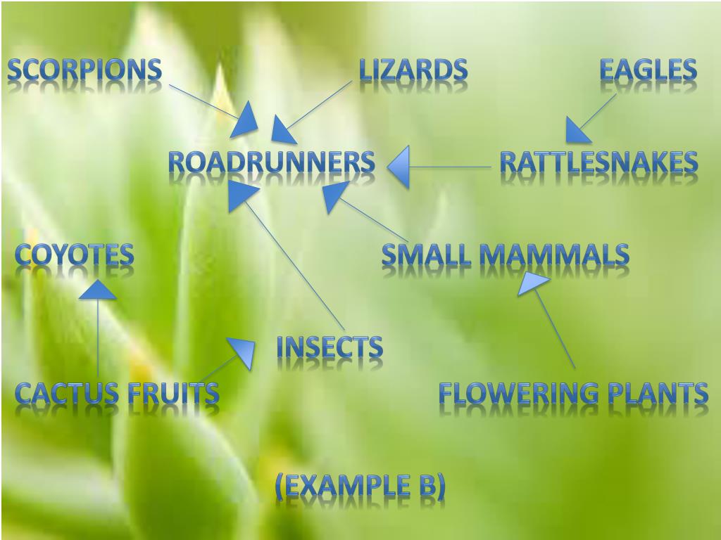Food Chains and Webs PowerPoint Presentation, free download Biology Diagrams