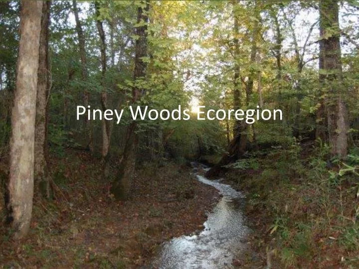 PPT Piney Woods Ecoregion PowerPoint Presentation, free download ID