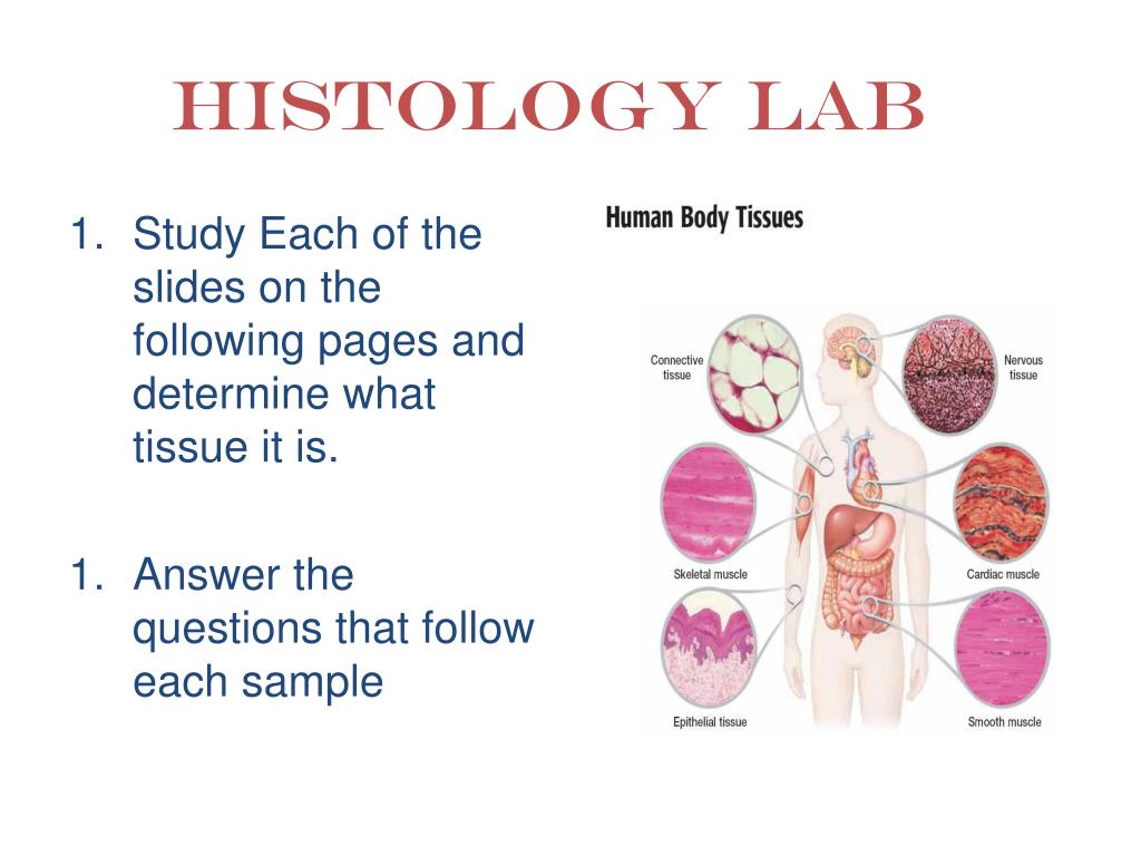 PPT Histology Lab PowerPoint Presentation Free Download ID 1865605