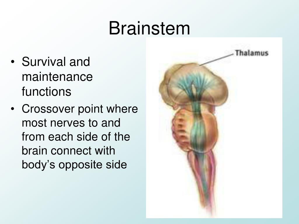 PPT - Major Sections of the Brain PowerPoint Presentation, free