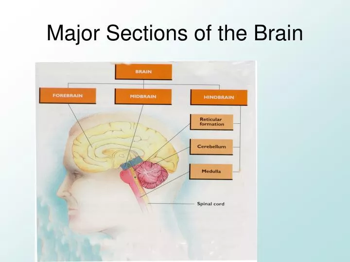 the brain essay the brain essay