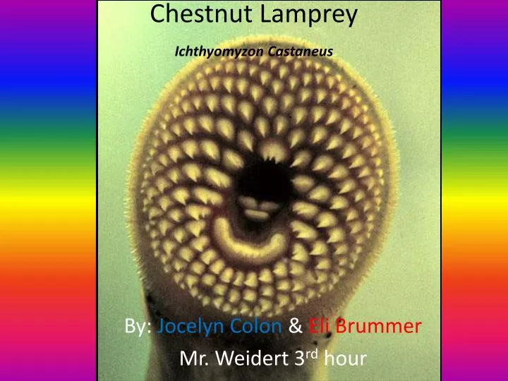 chestnut lamprey castaneus ppt powerpoint presentation skip