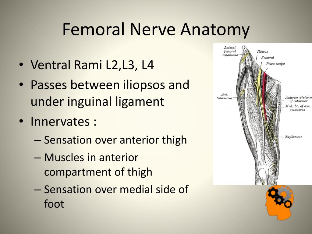 PPT - Nerve Injuries in the Lower Limb PowerPoint Presentation, free ...