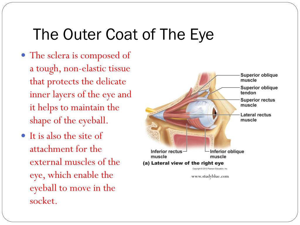 PPT - Communication Topic 3: The Human Eye PowerPoint Presentation ...
