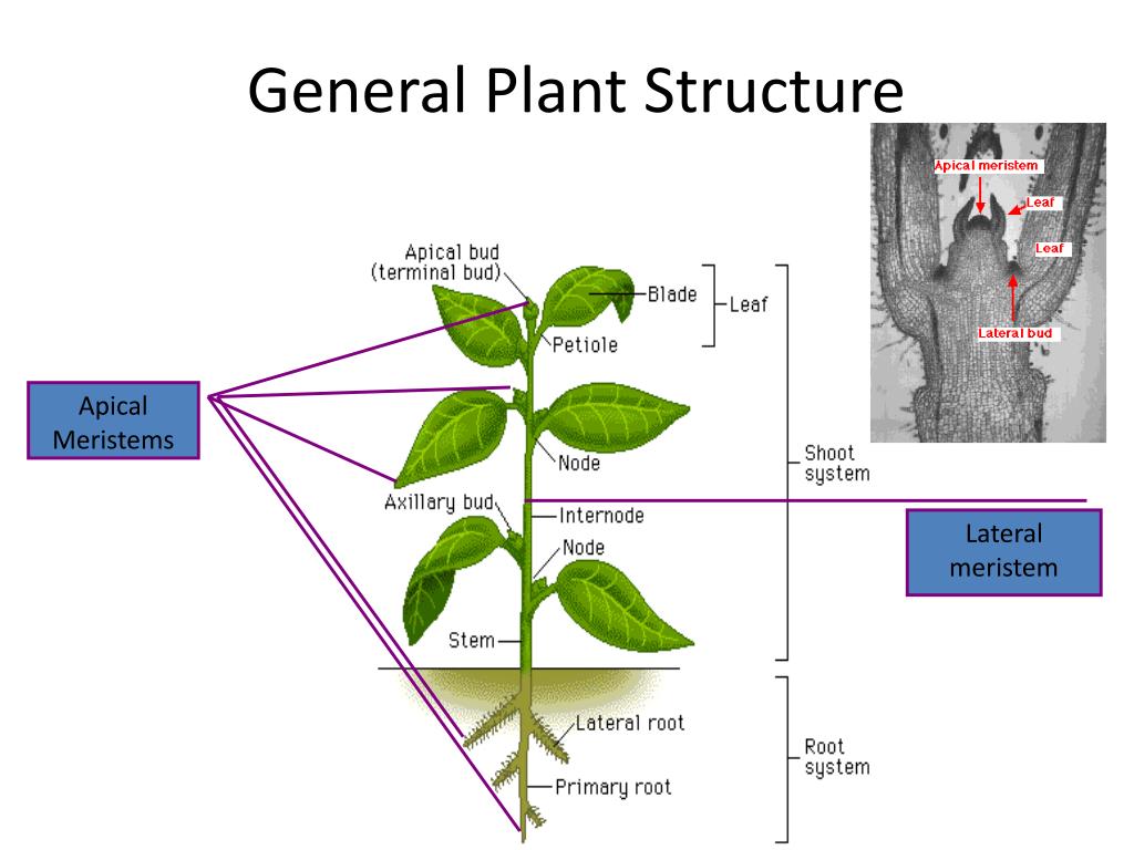 Plant structure. Plan structure. Диаграмма стебель-листья. Apical Meristem.
