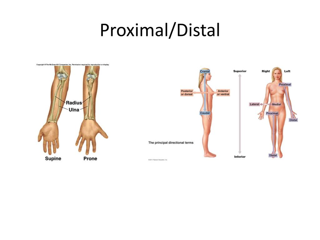 Significado Da Palavra Distal Em Anatomia - ENSINO