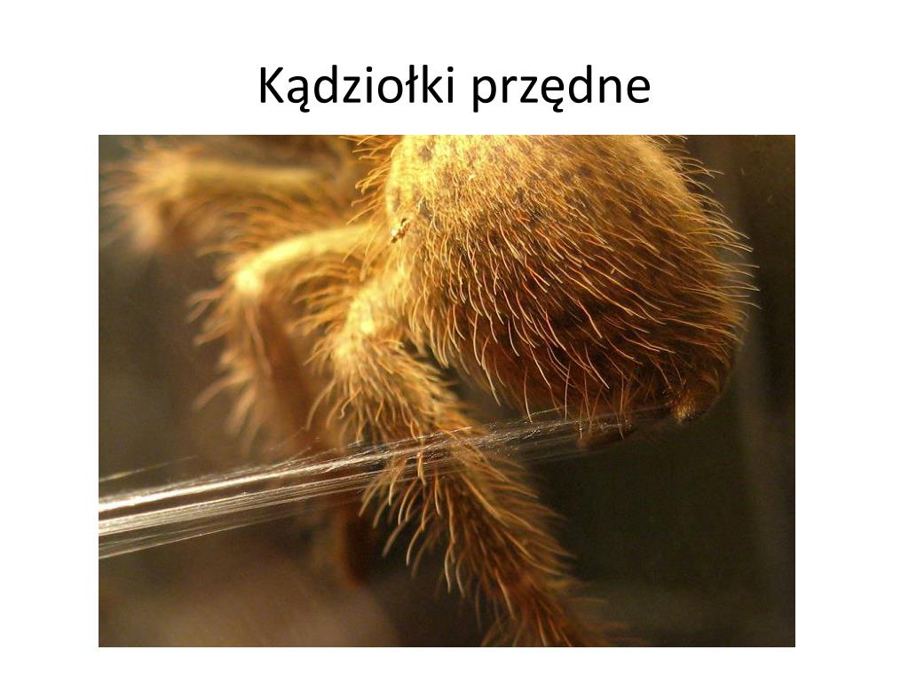 Większość Pajęczaków To Zwierzęta Roślinożerne PPT - BUDOWA I CZYNNOŚCI ŻYCIOWE PAJĘCZAKÓW PowerPoint Presentation