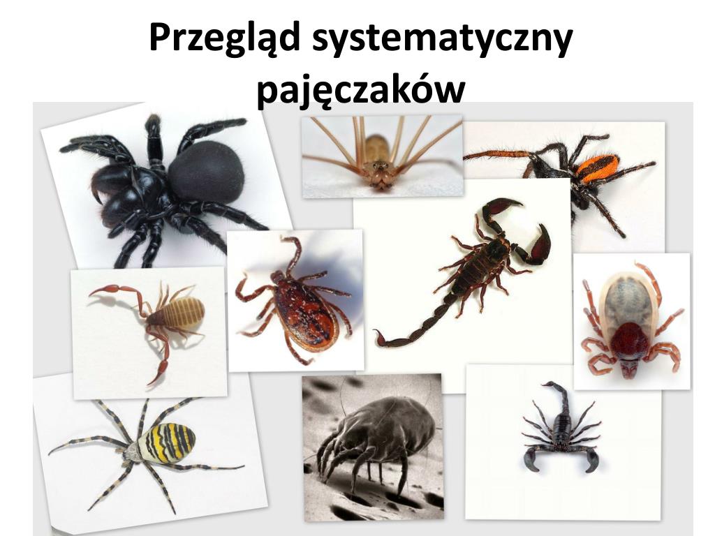 Większość Pajęczaków To Zwierzęta Roślinożerne PPT - BUDOWA I CZYNNOŚCI ŻYCIOWE PAJĘCZAKÓW PowerPoint Presentation