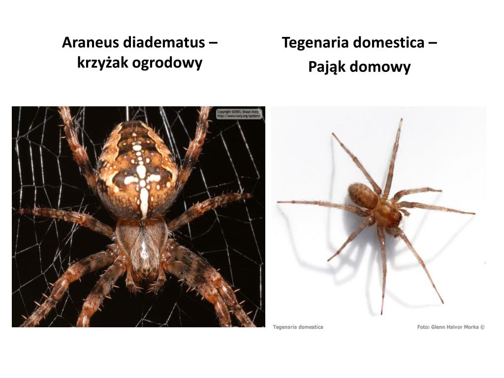 Większość Pajęczaków To Zwierzęta Roślinożerne PPT - BUDOWA I CZYNNOŚCI ŻYCIOWE PAJĘCZAKÓW PowerPoint Presentation