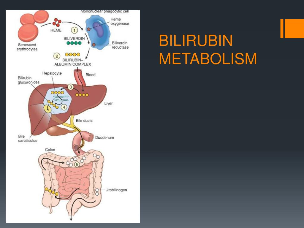 Ppt Bilirubin Metabolism And Jaundice Powerpoint Presentation Free ... Biology Diagrams