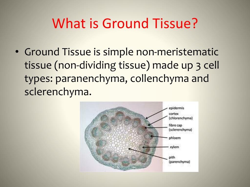 ground tissue diagram