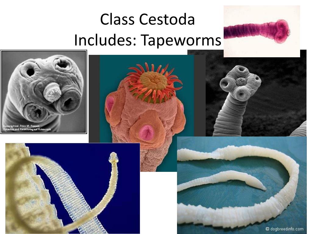 Ленточные черви образ жизни. Класс ленточные черви (Cestoda). Ленточные паразиты (класс цестод)..
