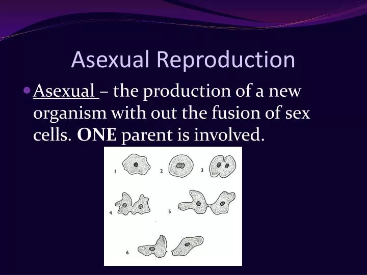 asexual reproduction n.
