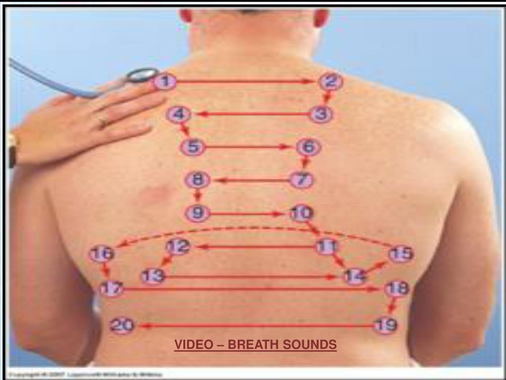 vesicular breath sounds youtube