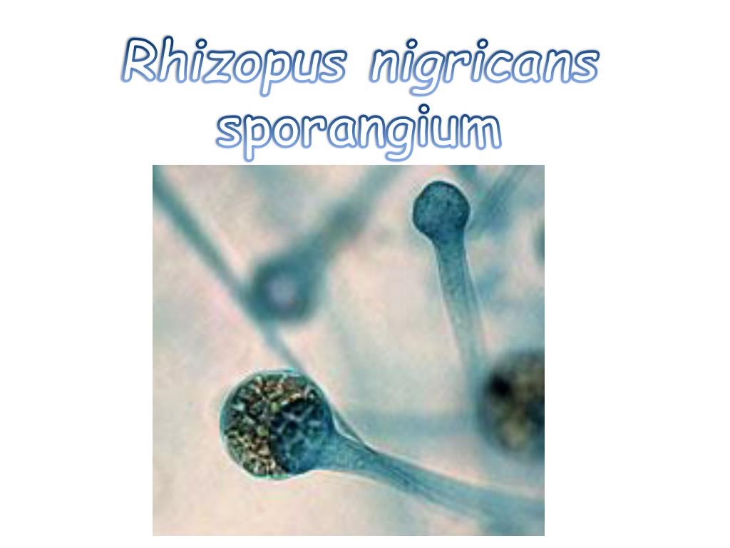 PPT Rhizopus nigricans sporangium PowerPoint Presentation, free