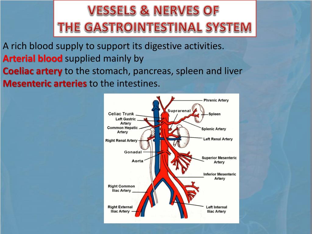 PPT - ANATOMY OF THE DIGESTIVE SYSTEM PART 2 PowerPoint Presentation