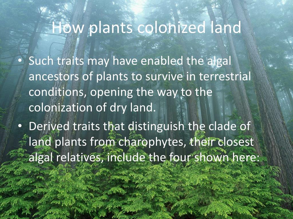 PPT Ch. 29 Plant Diversity I PowerPoint Presentation, free download