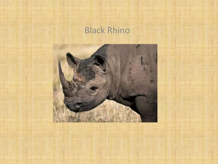 black rhino n.