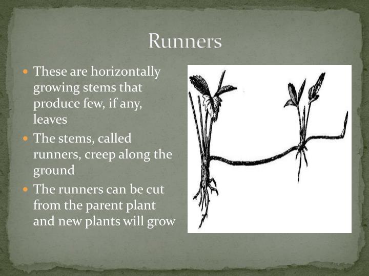 PPT Asexual Reproduction in Plants PowerPoint Presentation ID1868679
