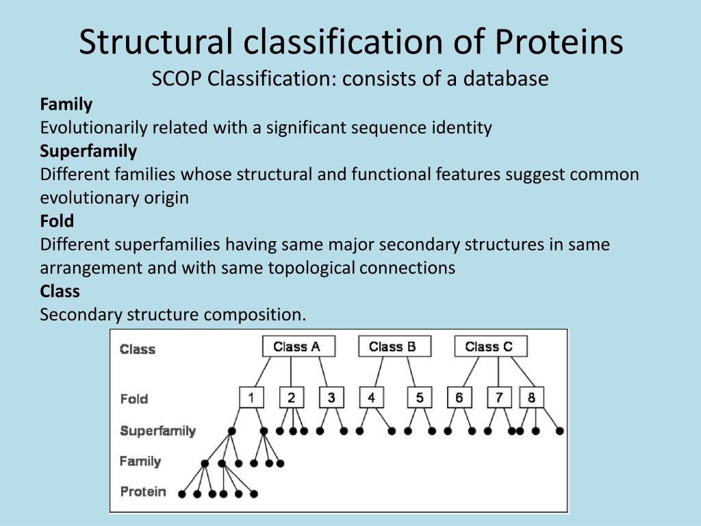 PPT - Structural classification of Proteins PowerPoint Presentation, free  download - ID:1868737