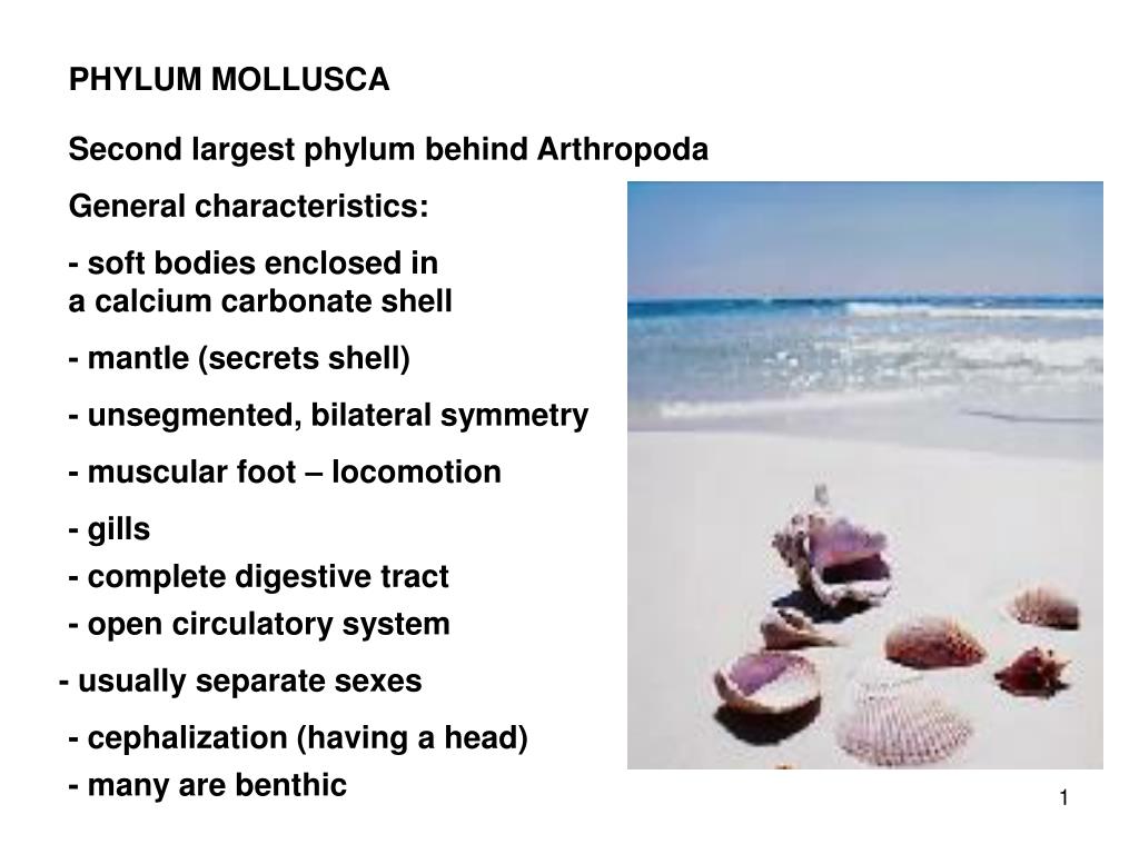 PPT - PHYLUM MOLLUSCA PowerPoint Presentation, free download - ID:1868833 PPT - PHYLUM MOLLUSCA PowerPoint Presentation, free download - ID:1868833