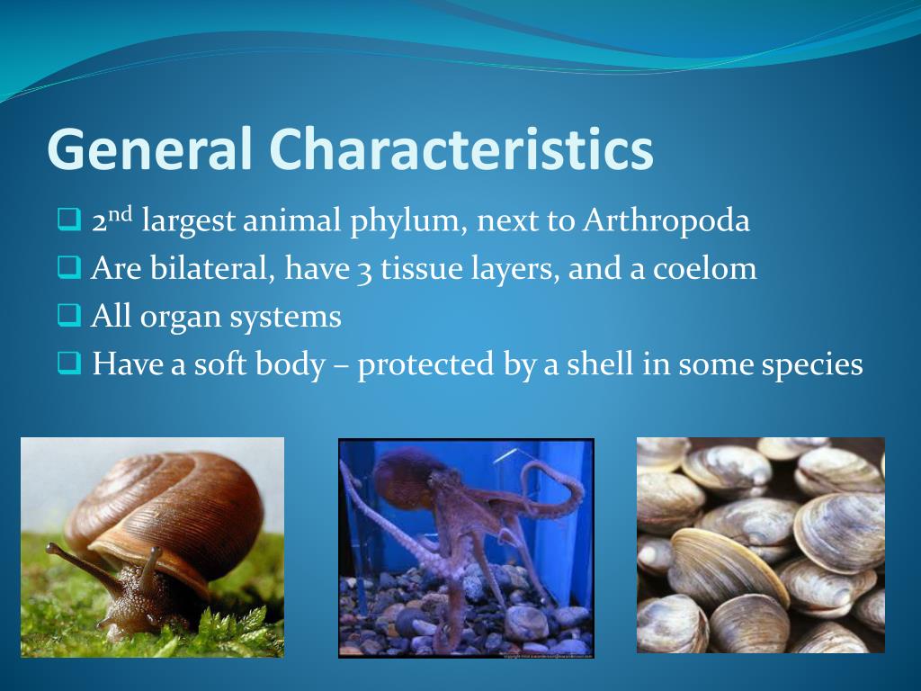 snails and squids belong to the phylum