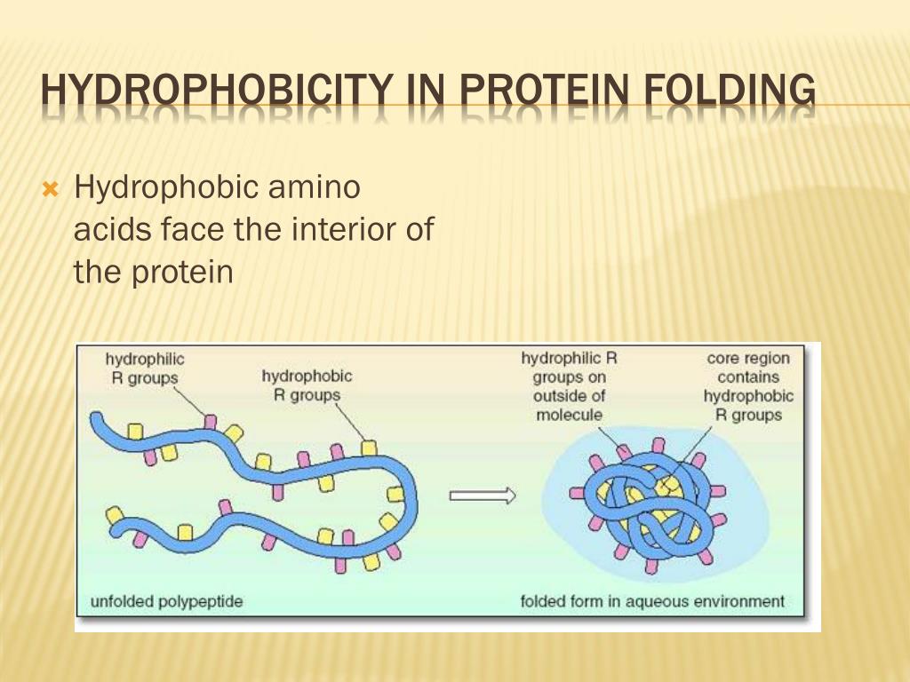 PPT Amino Acids and Protein Structure PowerPoint Presentation, free