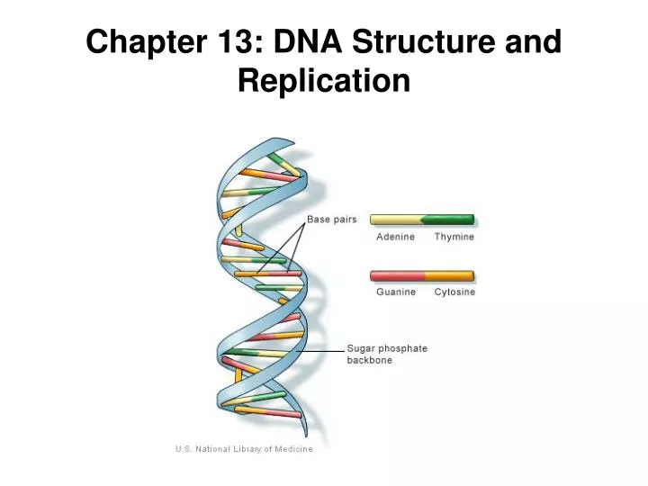 Ppt Chapter 13 Dna Structure And Replication Powerpoint Presentation Id