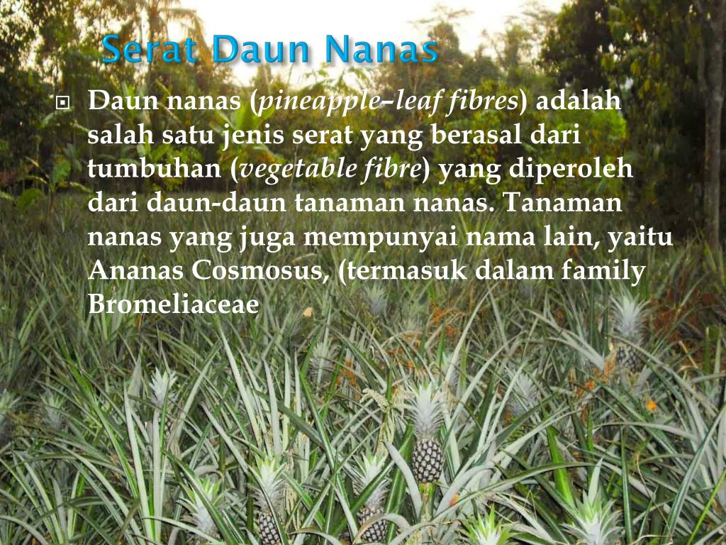 Ciri Ciri Serat Daun Nanas - Jawaban Soal