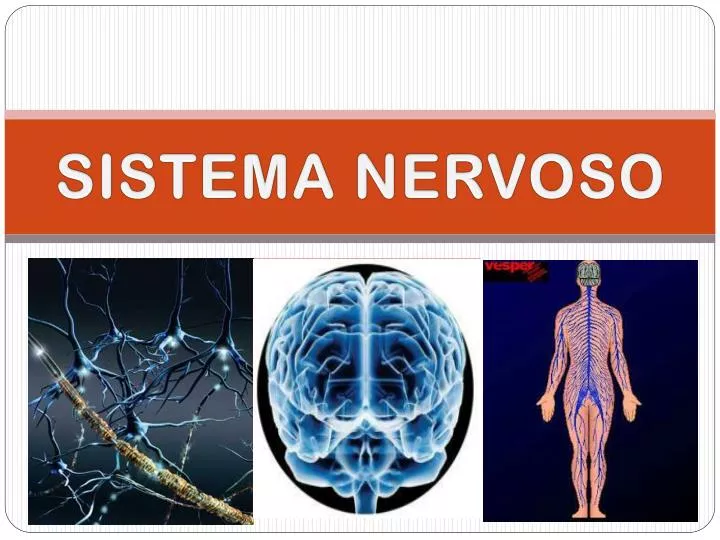 PPT - SISTEMA NERVOSO PowerPoint Presentation, free download - ID:1870749