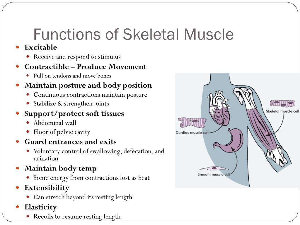 Functions of Skeletal Muscle.